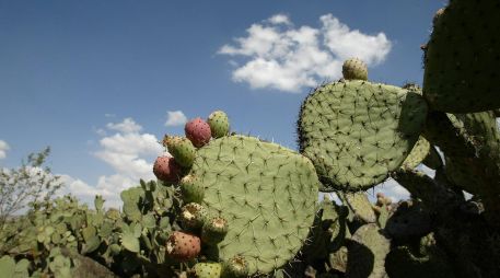 Entre las riquezas naturales de Ojuelos de Jalisco están zonas de bosques de roble, pirul, encino y frutales, aunque la mayor parte del territorio es seco. EL INFORMADOR / ARCHIVO