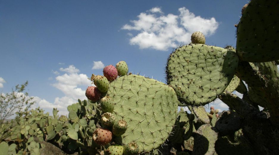 Entre las riquezas naturales de Ojuelos de Jalisco están zonas de bosques de roble, pirul, encino y frutales, aunque la mayor parte del territorio es seco. EL INFORMADOR / ARCHIVO
