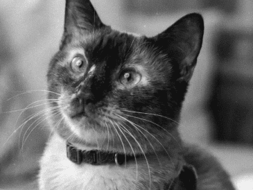 Tras ser rescatado con vida de las ruinas en Catia La Mar, el valiente gato Félix murió por un paro respiratorio, dejando un legado de resistencia y amor. ESPECIAL/ INSTAGRAM/ francismayerling80
