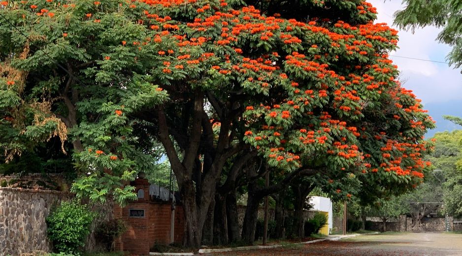 Caminar tranquilamente en este pueblo de Jalisco es una de las experiencias más relajantes y enriquecedoras que ofrece la región occidente del país. UNSPLASH / O. WAHL