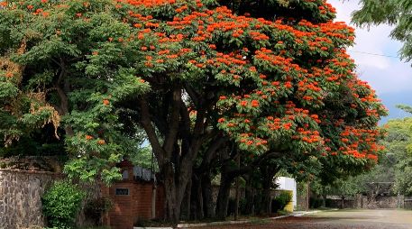 Caminar tranquilamente en este pueblo de Jalisco es una de las experiencias más relajantes y enriquecedoras que ofrece la región occidente del país. UNSPLASH / O. WAHL
