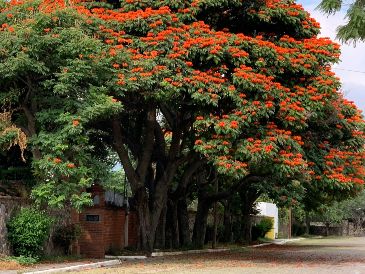 Caminar tranquilamente en este pueblo de Jalisco es una de las experiencias más relajantes y enriquecedoras que ofrece la región occidente del país. UNSPLASH / O. WAHL