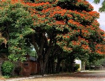 Caminar tranquilamente en este pueblo de Jalisco es una de las experiencias más relajantes y enriquecedoras que ofrece la región occidente del país. UNSPLASH / O. WAHL