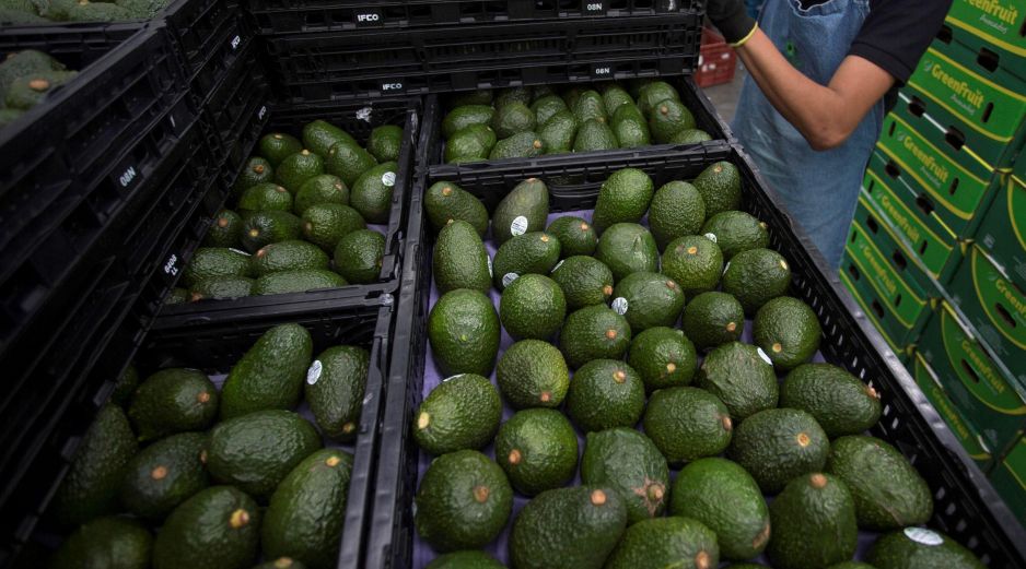 Cientos de toneladas saldrían cada año a China desde las huertas que el fundador y exlíder de La Familia Michoacana, 