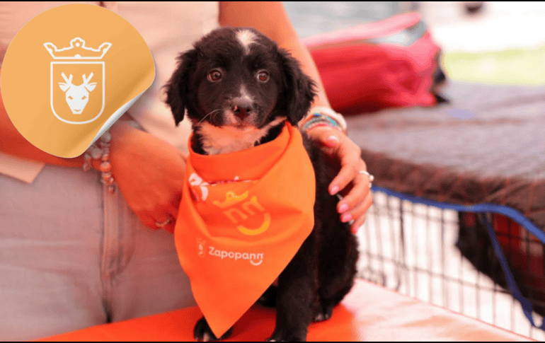Vacunar a una mascota no solo mejora su calidad de vida, sino que también te permite disfrutar de su compañía por mucho más tiempo. ESPECIAL/ Facebook/ Protección Animal Zapopan/ Juan José Frangie