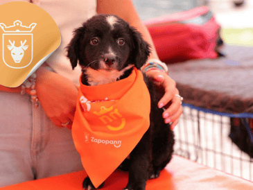 Vacunar a una mascota no solo mejora su calidad de vida, sino que también te permite disfrutar de su compañía por mucho más tiempo. ESPECIAL/ Facebook/ Protección Animal Zapopan/ Juan José Frangie
