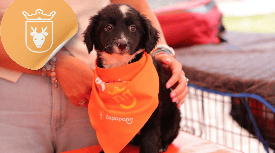 Vacunar a una mascota no solo mejora su calidad de vida, sino que también te permite disfrutar de su compañía por mucho más tiempo. ESPECIAL/ Facebook/ Protección Animal Zapopan/ Juan José Frangie