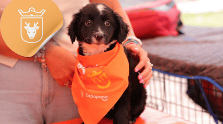 Vacunar a una mascota no solo mejora su calidad de vida, sino que también te permite disfrutar de su compañía por mucho más tiempo. ESPECIAL/ Facebook/ Protección Animal Zapopan/ Juan José Frangie