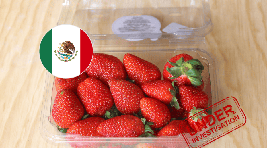 La controversia surge después de que productores estadounidenses, principalmente de Florida, solicitaran a las autoridades de su país revisar las importaciones de fresas procedentes de México durante la temporada invernal. ESPECIAL