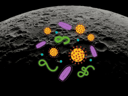La posibilidad de que nuestros microorganismos colonicen accidentalmente la Luna ha generado un intenso debate en la comunidad científica. CANVA