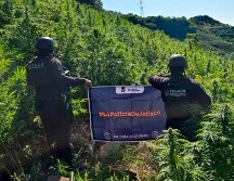 En el sitio fueron contabilizadas alrededor de 360 mil plantas, algunas de las cuales alcanzaban hasta 2.5 metros de altura. ESPECIAL