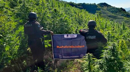 En el sitio fueron contabilizadas alrededor de 360 mil plantas, algunas de las cuales alcanzaban hasta 2.5 metros de altura. ESPECIAL