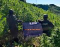 En el sitio fueron contabilizadas alrededor de 360 mil plantas, algunas de las cuales alcanzaban hasta 2.5 metros de altura. ESPECIAL