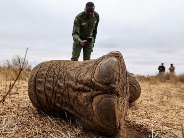Lesidai Kipelian, guardabosques comunitario fotografía los restos de Genghis Khan, un elefante macho de 11 años, en la reserva comunitaria Kitenden B, en las afueras del Parque Nacional de Amboseli. EFE/D. IRUNGU