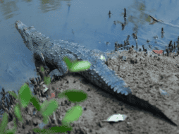 La SEMADET anuncia el primer Festival de los Cocodrilos en Puerto Vallarta. ESPECIAL/Gobierno de Jalisco