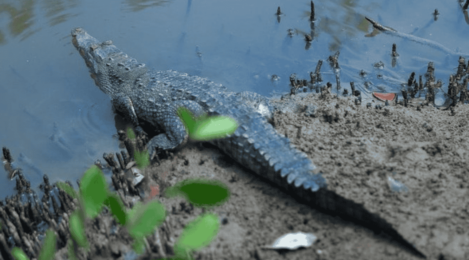 La SEMADET anuncia el primer Festival de los Cocodrilos en Puerto Vallarta. ESPECIAL/Gobierno de Jalisco