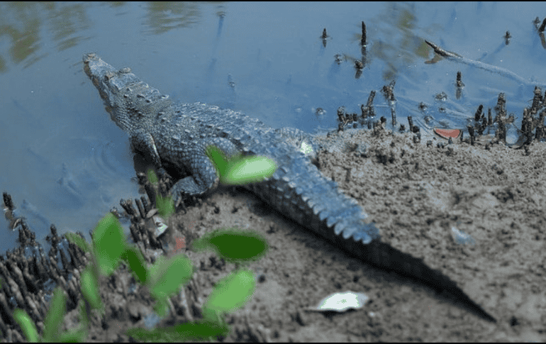 La SEMADET anuncia el primer Festival de los Cocodrilos en Puerto Vallarta. ESPECIAL/Gobierno de Jalisco