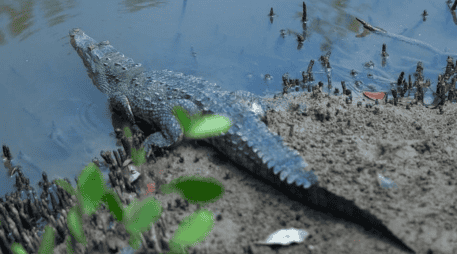 La SEMADET anuncia el primer Festival de los Cocodrilos en Puerto Vallarta. ESPECIAL/Gobierno de Jalisco
