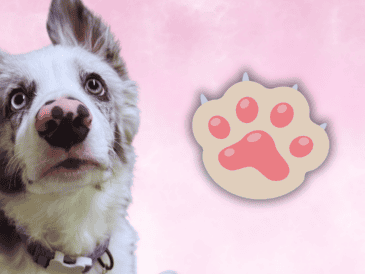 Razas de trabajo como el Border Collie, el Pastor Alemán o el Golden Retriever pueden llegar a entender un nuevo comando con menos de cinco repeticiones. EL INFORMADOR / O. Álvarez
