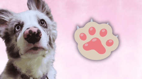 Razas de trabajo como el Border Collie, el Pastor Alemán o el Golden Retriever pueden llegar a entender un nuevo comando con menos de cinco repeticiones. EL INFORMADOR / O. Álvarez