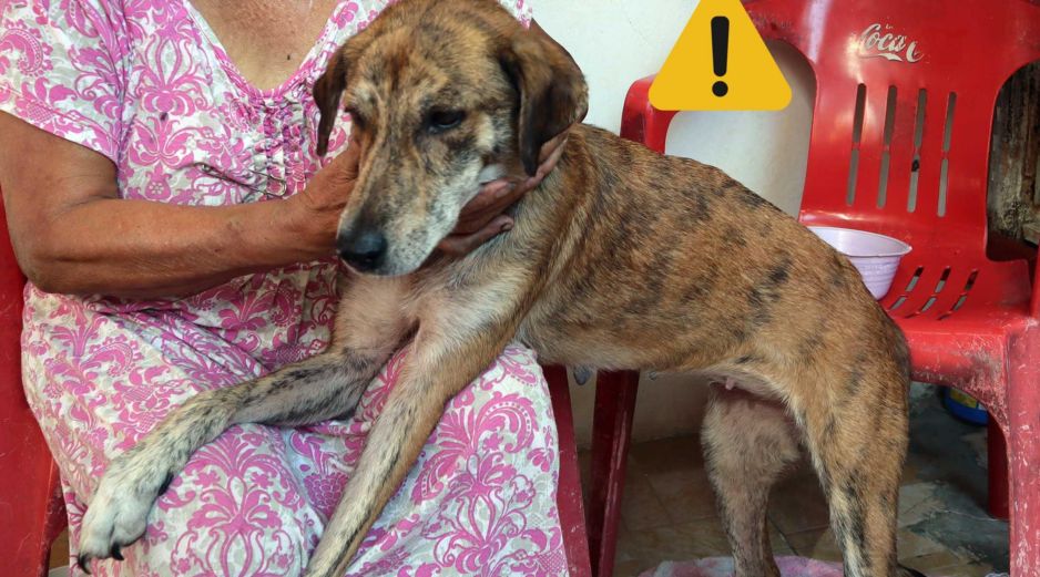 Estas son las afectaciones que puede sufrir un perro tras ingerir basura. SUN / ARCHIVO
