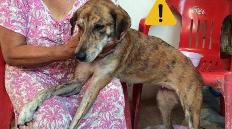 Estas son las afectaciones que puede sufrir un perro tras ingerir basura. SUN / ARCHIVO