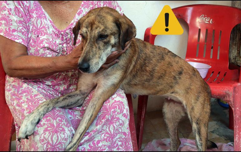 Estas son las afectaciones que puede sufrir un perro tras ingerir basura. SUN / ARCHIVO