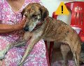 Estas son las afectaciones que puede sufrir un perro tras ingerir basura. SUN / ARCHIVO