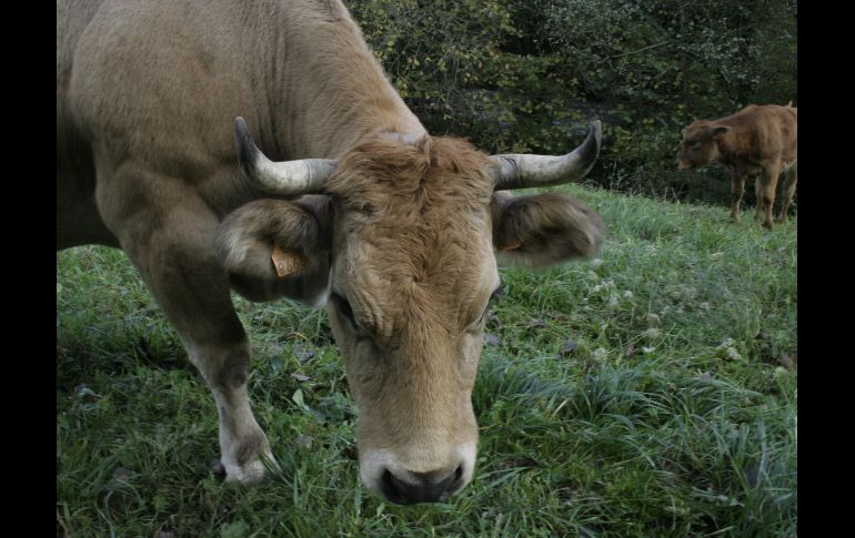 El ganado bovino, así como los perros, son las especies con más infestación de gusano barrenador. ESPECIAL/PIXABAY