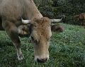 El ganado bovino, así como los perros, son las especies con más infestación de gusano barrenador. ESPECIAL/PIXABAY
