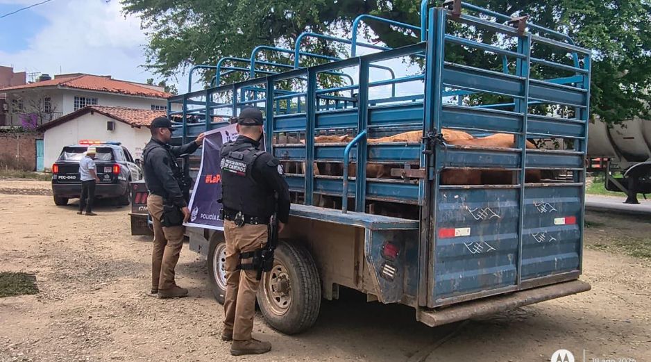 La camioneta, el remolque y las seis cabezas de ganado fueron trasladados a las instalaciones de la Asociación Ganadera de Mascota. CORTESÍA