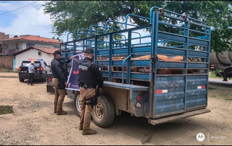 La camioneta, el remolque y las seis cabezas de ganado fueron trasladados a las instalaciones de la Asociación Ganadera de Mascota. CORTESÍA