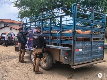 La camioneta, el remolque y las seis cabezas de ganado fueron trasladados a las instalaciones de la Asociación Ganadera de Mascota. CORTESÍA