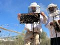 Cuando Al Aqad volvió a su terreno. todas las abejas se habían ido. EFE