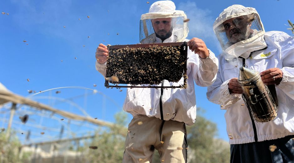 Cuando Al Aqad volvió a su terreno. todas las abejas se habían ido. EFE