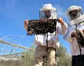 Cuando Al Aqad volvió a su terreno. todas las abejas se habían ido. EFE