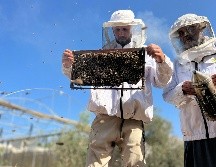 Cuando Al Aqad volvió a su terreno. todas las abejas se habían ido. EFE