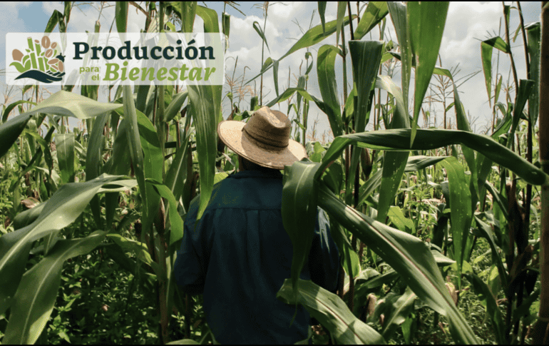 Para incorporarse al programa es necesario cumplir con los criterios establecidos por las autoridades. UNSPLASH / CANVA