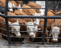 La reapertura de la frontera representa un alivio no solo para México, sino también para la industria cárnica de EU, que ha enfrentado una notable escasez de ganado y presiones inflacionarias en los precios de la carne. CANVA
