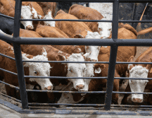 La reapertura de la frontera representa un alivio no solo para México, sino también para la industria cárnica de EU, que ha enfrentado una notable escasez de ganado y presiones inflacionarias en los precios de la carne. CANVA
