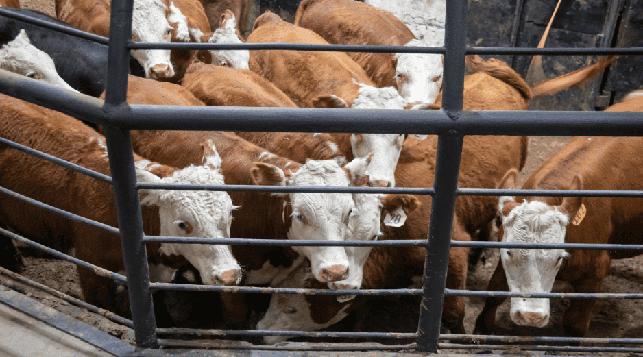 La reapertura de la frontera representa un alivio no solo para México, sino también para la industria cárnica de EU, que ha enfrentado una notable escasez de ganado y presiones inflacionarias en los precios de la carne. CANVA