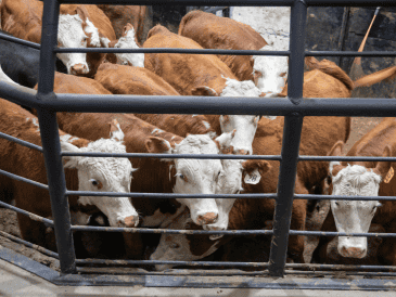 La reapertura de la frontera representa un alivio no solo para México, sino también para la industria cárnica de EU, que ha enfrentado una notable escasez de ganado y presiones inflacionarias en los precios de la carne. CANVA