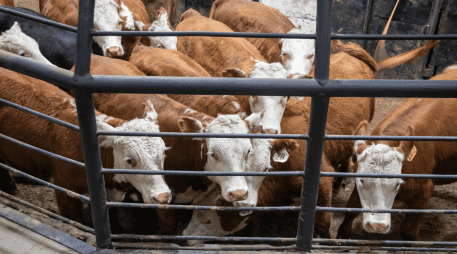 La reapertura de la frontera representa un alivio no solo para México, sino también para la industria cárnica de EU, que ha enfrentado una notable escasez de ganado y presiones inflacionarias en los precios de la carne. CANVA