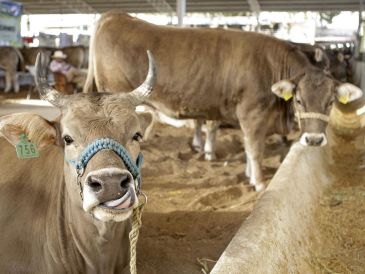 La entidad permanece bajo seguimiento sanitario para contener la propagación de la plaga. EL INFORMADOR/ARCHIVO