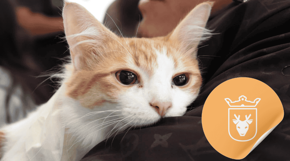 Vacunar a una mascota no solo mejora su calidad de vida, sino que también te permite disfrutar de su compañía por mucho más tiempo. ESPECIAL/ Facebook/ Protección Animal Zapopan