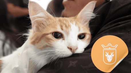 Vacunar a una mascota no solo mejora su calidad de vida, sino que también te permite disfrutar de su compañía por mucho más tiempo. ESPECIAL/ Facebook/ Protección Animal Zapopan