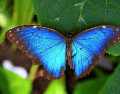 La alteración en la coloración y en los ciclos de desarrollo de especies tropicales subraya cómo el calentamiento global está desestabilizando ecosistemas enteros, afectando no solo la estética de la naturaleza, sino también procesos vitales como la polinización y las cadenas tróficas en todo el mundo. CANVA