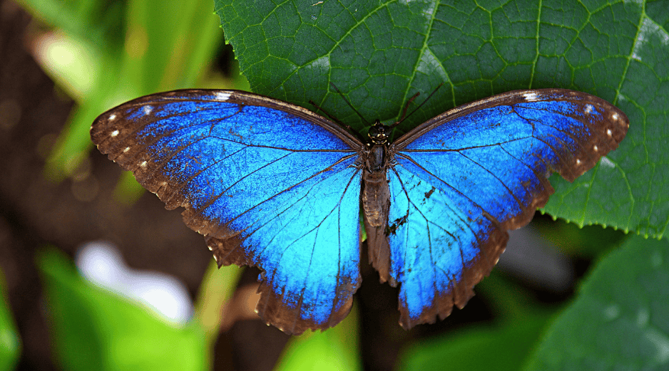 La alteración en la coloración y en los ciclos de desarrollo de especies tropicales subraya cómo el calentamiento global está desestabilizando ecosistemas enteros, afectando no solo la estética de la naturaleza, sino también procesos vitales como la polinización y las cadenas tróficas en todo el mundo. CANVA