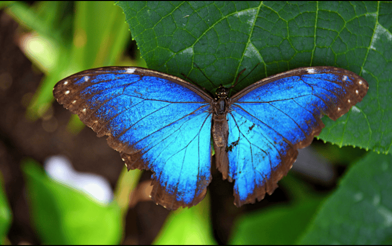 La alteración en la coloración y en los ciclos de desarrollo de especies tropicales subraya cómo el calentamiento global está desestabilizando ecosistemas enteros, afectando no solo la estética de la naturaleza, sino también procesos vitales como la polinización y las cadenas tróficas en todo el mundo. CANVA