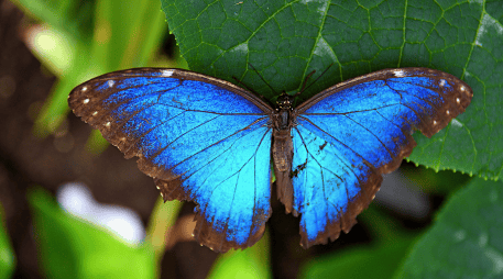 La alteración en la coloración y en los ciclos de desarrollo de especies tropicales subraya cómo el calentamiento global está desestabilizando ecosistemas enteros, afectando no solo la estética de la naturaleza, sino también procesos vitales como la polinización y las cadenas tróficas en todo el mundo. CANVA